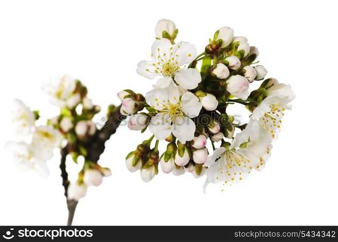 cherry blossom isolated on white bakcground
