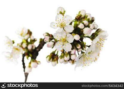 cherry blossom isolated on white bakcground
