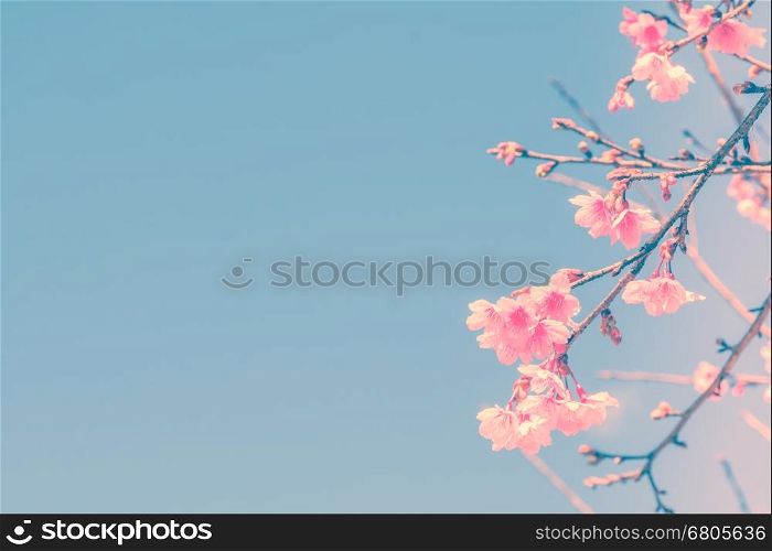Cherry blossom. Nature background. Retro vintage filter effect.