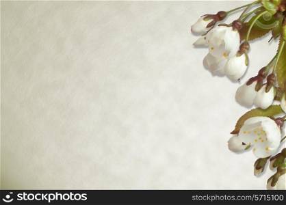 Cherry blossom on parchment paper background.