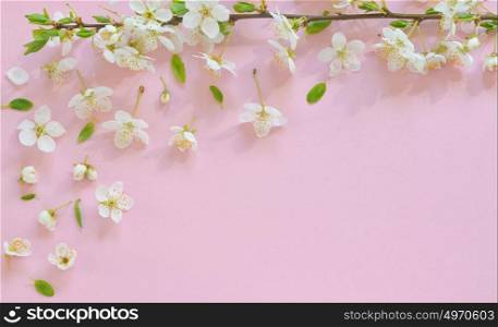 Cherry blossom on pink paper background
