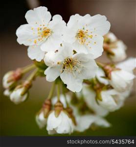 cherry blossom on spring tree and foliage expansion