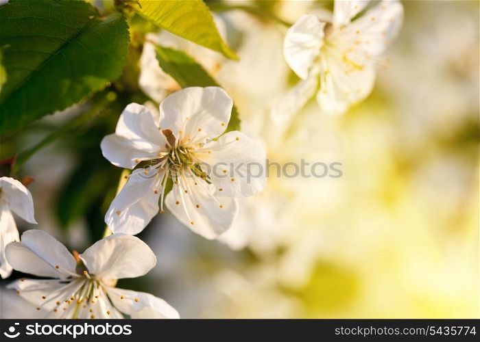 cherry blossom on spring tree and foliage expansion