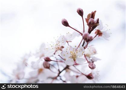 Cherry Blossom or Sakura flower on nature background