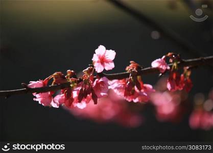 Cherry Blossom or Sakura flower on nature background in garden,Beautiful Cherry Blossom flower with branch and sunlight in dark background and bokeh concept darktone sakura