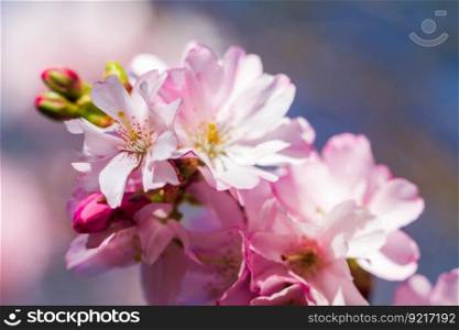 cherry blossom ornamental cherry