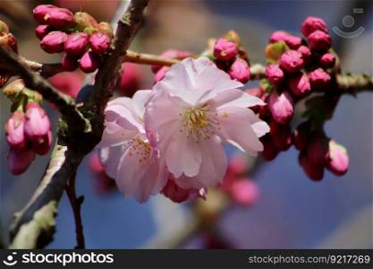 cherry blossom ornamental cherry