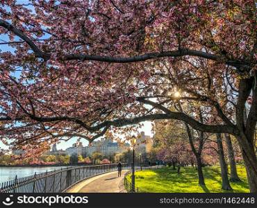 Cherry Blossom over Jacqueline Kennedy Onassis Reservoir at Central Park