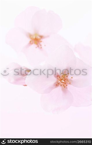 Cherry blossom petal