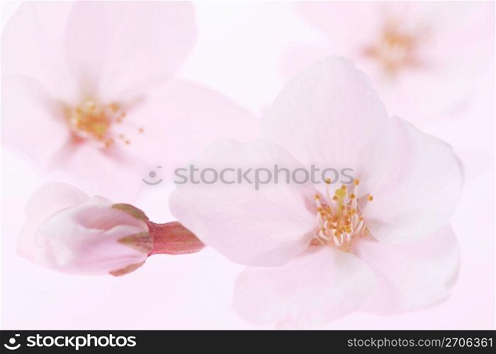 Cherry blossom petal