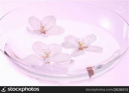 Cherry blossom petal and glass