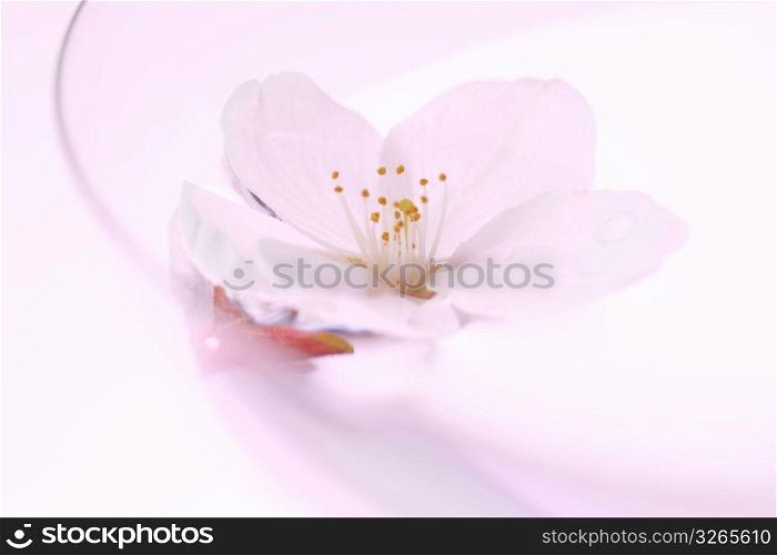 Cherry blossom petal and glass