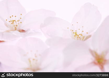 Cherry blossom petal and glass