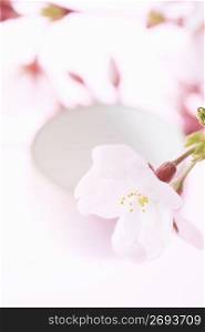 Cherry blossom petal and Sake