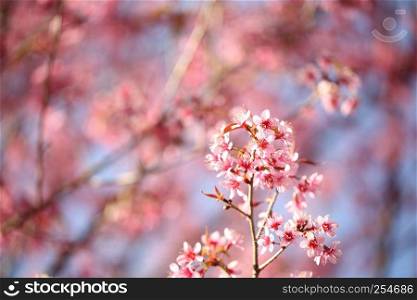 Cherry blossom , pink sakura flower