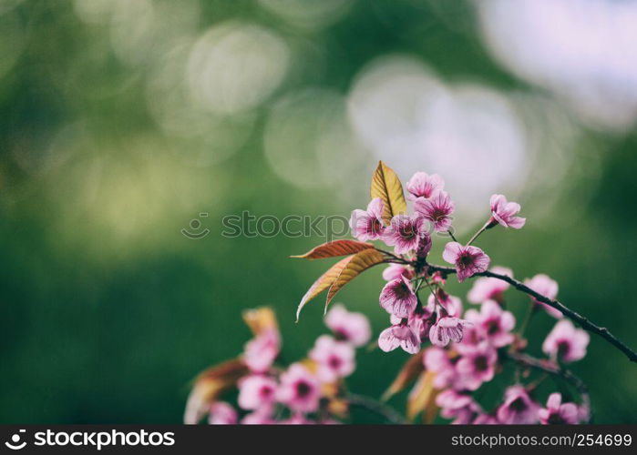 Cherry blossom , pink sakura flower