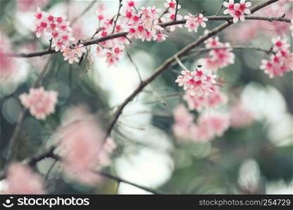 Cherry blossom , pink sakura flower