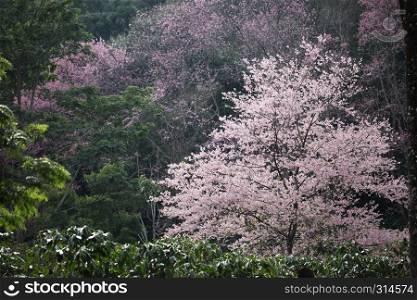 Cherry blossom , pink sakura flower in forest