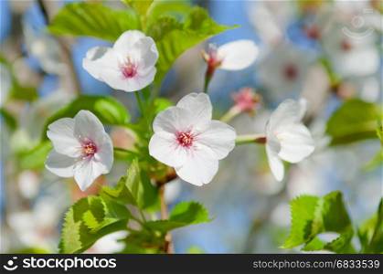 Cherry blossom, Prunus serrulata, full bloom, cherry tree