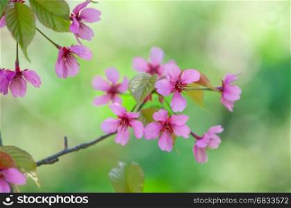 Cherry blossom, Prunus serrulata, full bloom, cherry tree