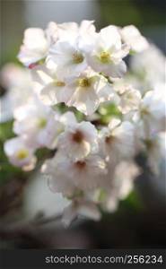 Cherry blossom , Sakura flower