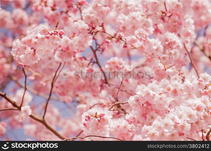Cherry blossom, sakura flower