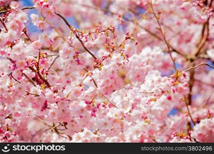 Cherry blossom, sakura flower