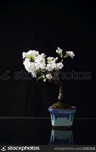 Cherry blossom , Sakura flower isolated in black background