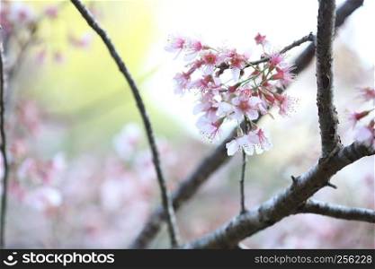 Cherry blossom , sakura flowers