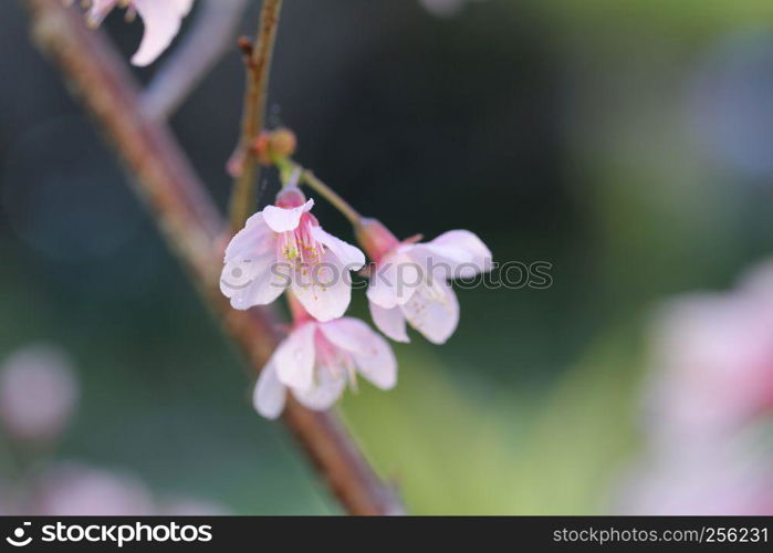 Cherry blossom , sakura flowers