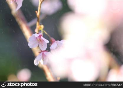 Cherry blossom , sakura flowers