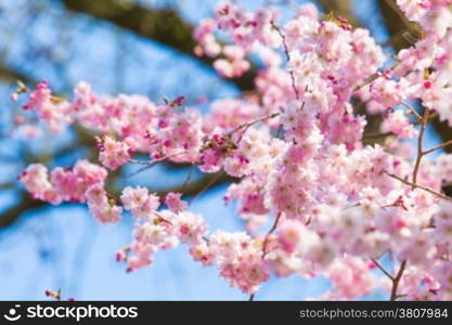 Cherry blossom, sakura flowers