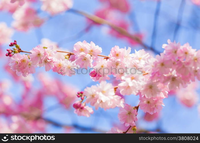 Cherry blossom, sakura flowers