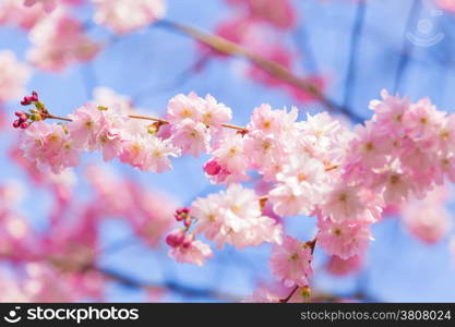 Cherry blossom, sakura flowers