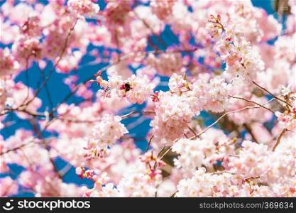 cherry blossom sakura in spring time over blue sky