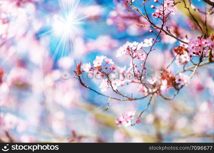 cherry blossom sakura in spring time over blue sky