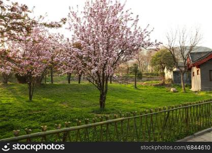 Cherry blossom (Sakura) trees. Cherry blossom (Sakura) trees in spring at the back of people house