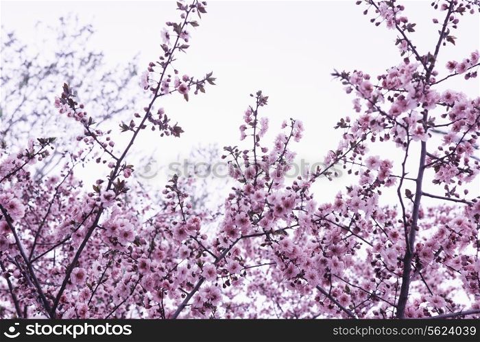 Cherry blossom tree and branches against the sky, outdoors, Beijing