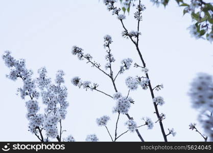 Cherry blossom tree and branches against the sky, outdoors, Beijing