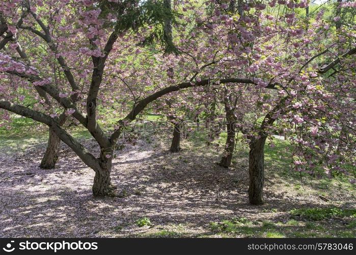 Cherry blossom tree in Central Park, Manhattan, New York City, New York State, USA