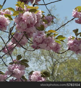 Cherry blossom tree in Central Park, Manhattan, New York City, New York State, USA