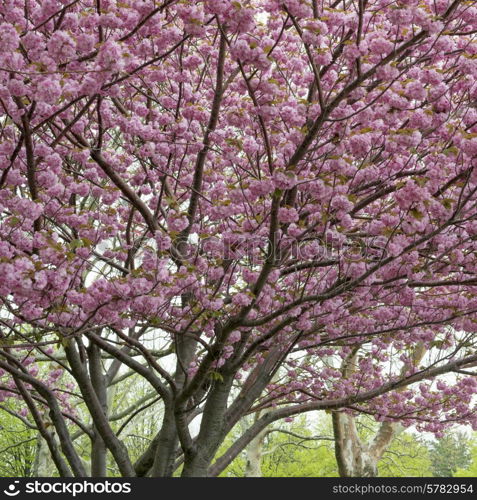 Cherry blossom tree, Liberty Island, Manhattan, New York City, New York State, USA