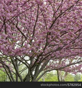 Cherry blossom tree, Liberty Island, Manhattan, New York City, New York State, USA
