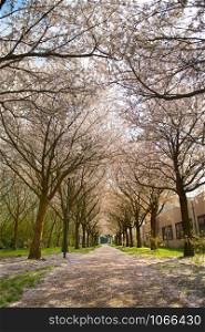 Cherry blossom trees at little lane