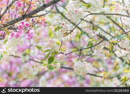 Cherry blossom trees in China. Cherry blossom trees in springtime, Chengdu, China