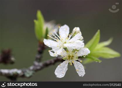 Cherry blossom , white sakura flower