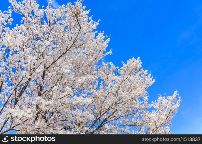 Cherry Blossom with blue sky background, Sakura season in Japan.