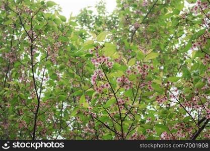 Cherry blossom with branches and leaves in autumn.