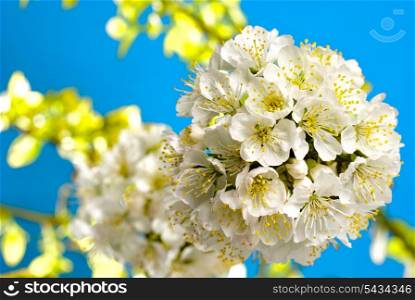 cherry blossom with leafs and light background