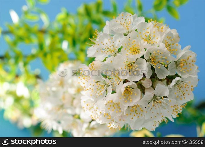 cherry blossom with leaves and light background
